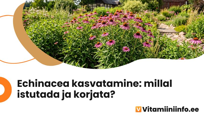 Õitsev echinacea ehk siilkübar aiapeenras, kasvatamise ja hoolduse juhend