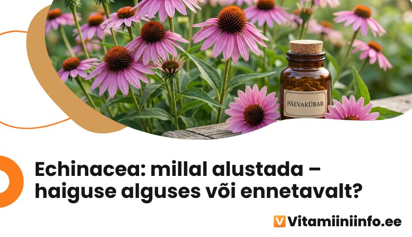 Echinacea õied ja tabletid, millal alustada punase päevakübara võtmist külmetuse ennetamiseks või raviks
