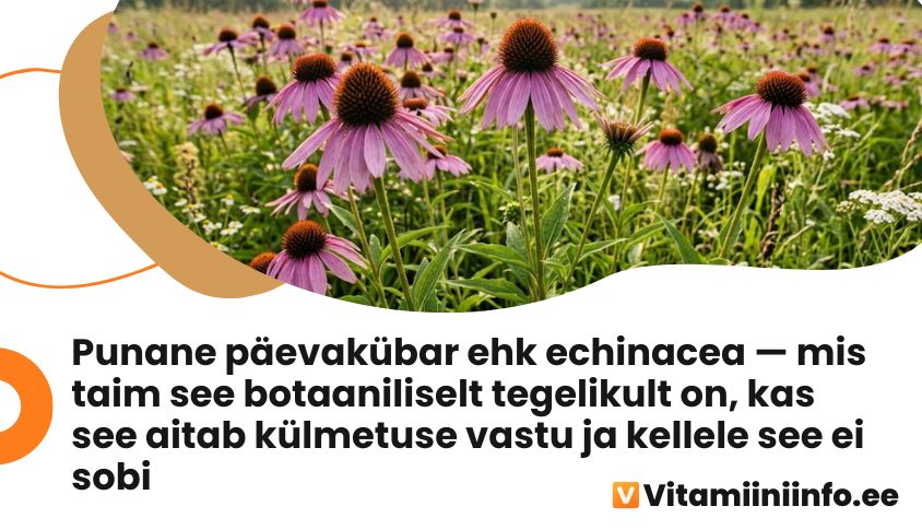Punane päevakübar ehk echinacea õied looduses, immuunsust toetav ravimtaim